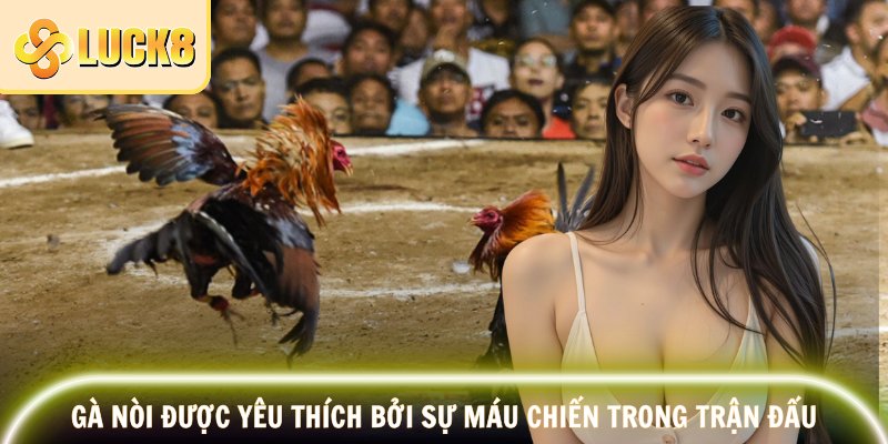 Gà Nòi LUCK8 – Đỉnh Cao Của Đá Gà Đòn 2025 2 Gà nòi được yêu thích bởi sự máu chiến trong trận đấu
